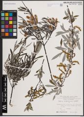 Foto von Salix eleagnos Scop.